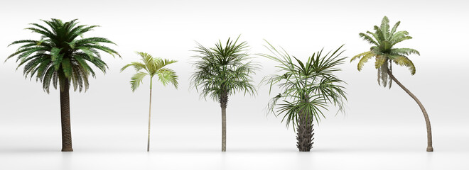 Set of tropical palms. Nature assets on white