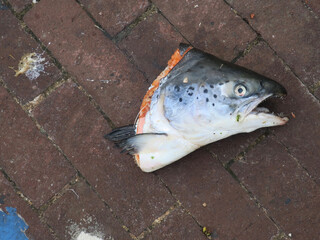head of a salmon lfound on a street