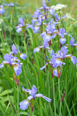 Iris versicollor blue flag blue flowers in green grass vertical