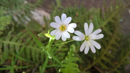 Petites fleurs blanches
