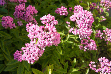 plohx butonic pink flowers in garden