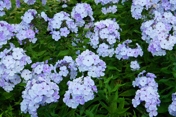 Obraz premium Phlox paniculata younique old blue flowers 