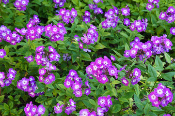 Phlox paniculata uspech purple flowers with green background