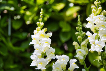 Fototapeta premium white flowers in the garden
