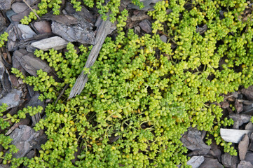 Sedum album micranthum chloroticum green succulent plant