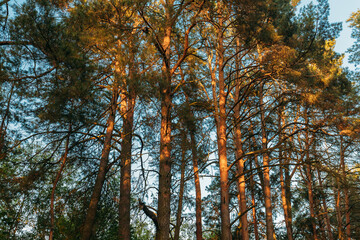 Canopy Of Tall Pine Trees. Upper Branches Of Woods In Coniferous Forest. Summer Pinewood, Bottom View Of Tall Thin Evergreen Pines, Blue Sky Background. Russian Nature