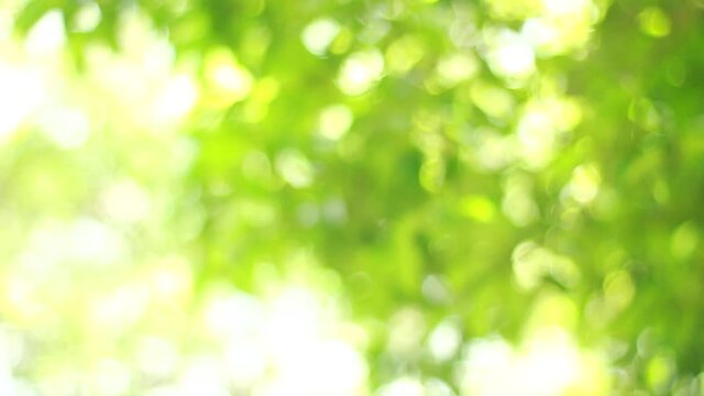 Green bokeh bright blurred green background is a beautiful natural sparkle in the daytime of the trees.