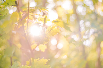 Obraz na płótnie Canvas Sunny forest - bright rays of sun and green leaves