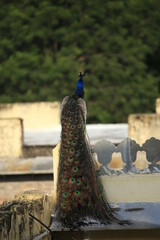 Obraz premium bird, peacock, blue, animal, peafowl nature, beautiful, green, birds, plumage, color, wild, wildlife,