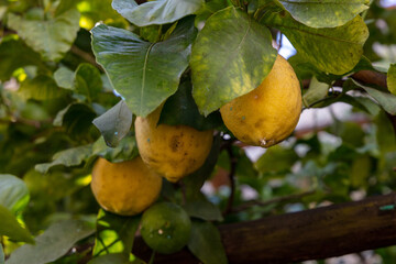 Organic grown Lemon (Citrus  limon) in Italy