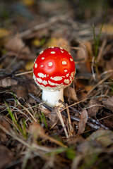 small poisonous toadstool with its loud red cap stands on the forest floor