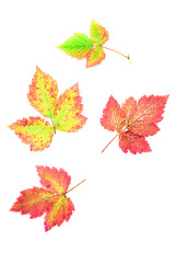 Set of autumn maple leaves painted in watercolor on a white background