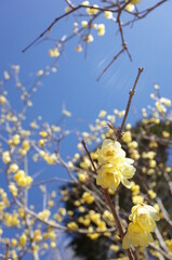 Light Yellow Flowers of Wintersweet in Full Bloom
