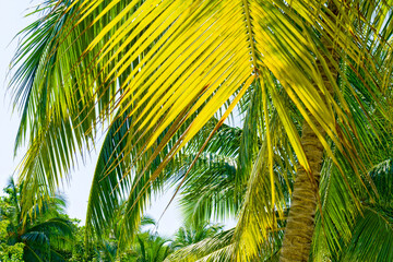 Close Up View of Tropical Palm Tree and exotic Plant on Sandy Beach