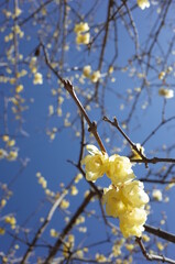 Light Yellow Flowers of Wintersweet in Full Bloom
