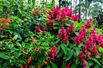 Pink and red flowers on top of green bush in a forrest in cuba