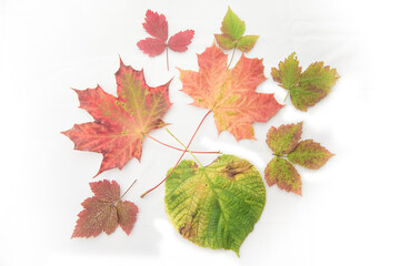 heap of colorful maple autumn leaves isolated on white background.