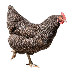 A varicolored black and white beautiful chicken walking funny isolated on white