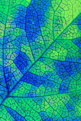 A leaf of a tree close-up. Vivid vertical background or wallpaper about autumn. Mosaic blue and green pattern of a network of veins and plant cells. Unusual offbeat backdrop with inverted colors