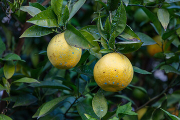 Organic grown sweet orange (Citrus Sinensis)