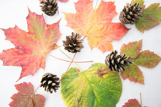 Autumn leaves on white Background, flat lay. Heap of Colorful Marple leaves, studio image