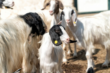 A small black and white goat with the rest of the group blurred in the background.