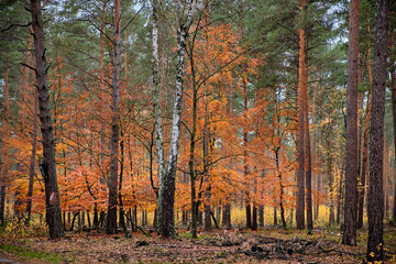 Rot leuchtender Herbstwald am Wanderweg 