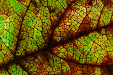 Obraz premium Fruit shrub leaf close-up. Dark vegetal background or wallpaper. Mosaic green and brown pattern of a network of veins and cells. Dramatic horizontal backdrop with saturated inverted colors. Macro