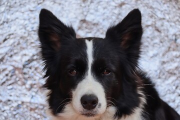 Border Collie Head with Tin Foil Background. Portrait of Black and White Dog Posing in front of Silver Paper.