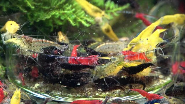 Garnelenf&uuml;tterung im Nano-Aquarium, Zeitraffer