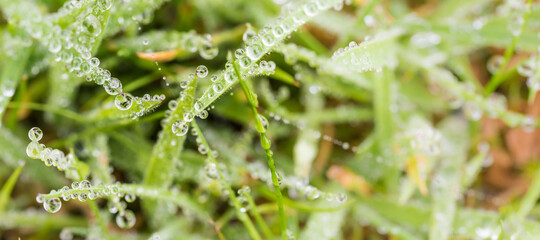 Morning dew - perfect water drops on green leaves