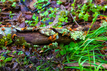 Log, moss, fungus, shelf fungus, green, brown, outdoors, nature, landscape, creek, river, forest, garden, wood