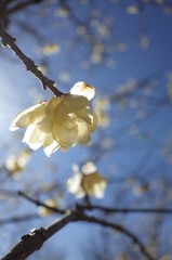 Light Yellow Flowers of Wintersweet in Full Bloom
