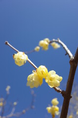 Light Yellow Flowers of Wintersweet in Full Bloom
