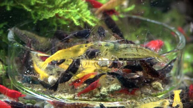 Garnelenf&uuml;tterung im Nano-Aquarium, Zeitraffer