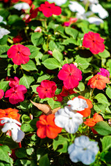red and white flowers