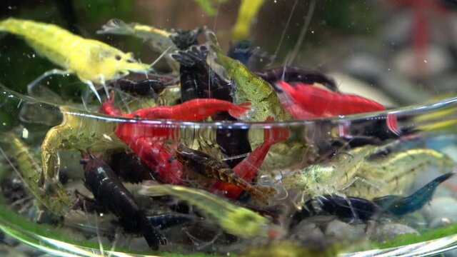 Garnelenf&uuml;tterung im Nano-Aquarium, Zeitraffer