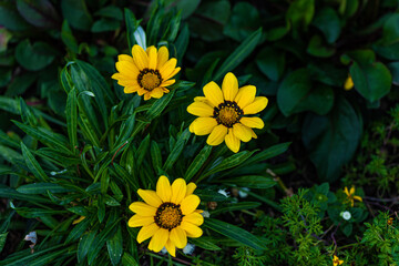 yellow flowers in the garden