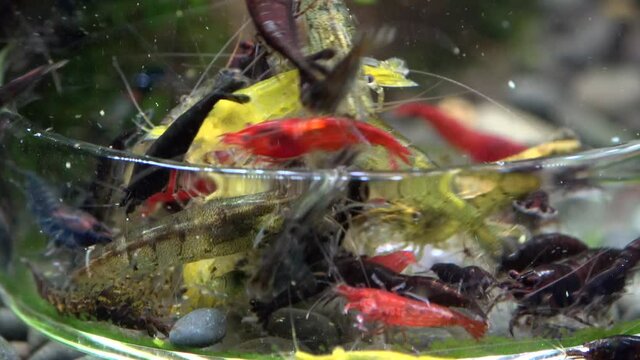 Garnelenf&uuml;tterung im Nano-Aquarium, Zeitraffer