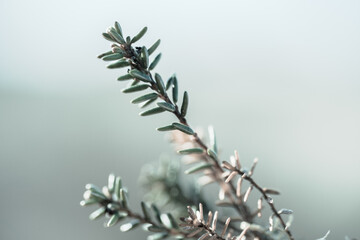 Stalks in sunshine bokeh on light background