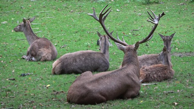 Rothirsch mit Hirschk&uuml;hen liegen auf einer Wiese