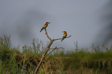 kingfisher on a branch
