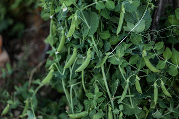 Pea plant growing in vegetable garden bearing healthy green pods