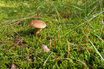 White mushroom grows in the forest among green moss