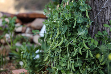 Pea plant growing in vegetable garden bearing healthy green pods