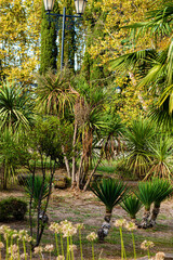 Obraz na płótnie Canvas palm trees in the garden