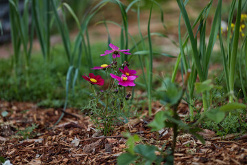 Vibrant pink cosmos flowers covering small plant in cottage garden
