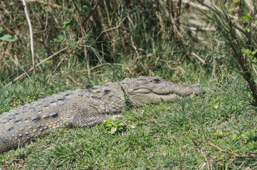 Mugger crocodile (Crocodylus palustris) or Marsh Crocodile on a riverbank, Chitwan National Park, UNESCO World Heritage Site, Nepal