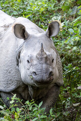 Indian rhinoceros (Rhinoceros unicornis) in the forest, Chitwan National Park, Nepal