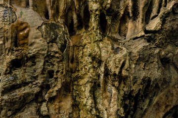 bark of a tree